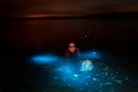 Tripadvisor Koh Rong Samloen Snorkelen Met Bioluminescent Plankton Aangeboden Door Karmakazi