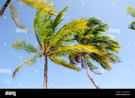 Waving Coconut Palm Trees In Guna Yala Due To Trade Winds Stock Photo