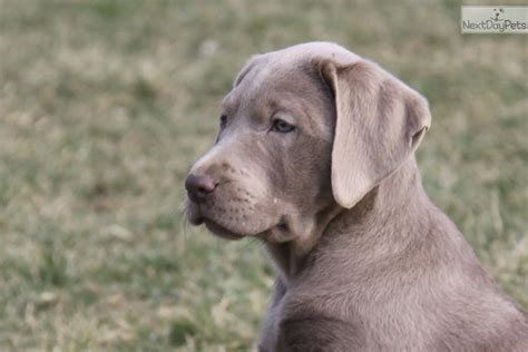 In 2018, we are celebrating our 16th year as a kennel, and are looking forward to the coming decades of time with our labs! Labrador Retriever puppy for sale near Columbus, Ohio ...