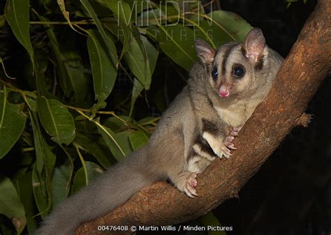 Mahogany Glider Stock Photo Minden Pictures