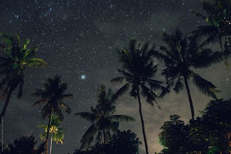 Palm Trees In Bali Under The Starry Night Del Colaborador De Stocksy