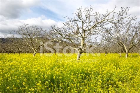 Mustard seeds is a food item added by the pam's harvestcraft mod. Bare Branched Fruit Trees and Field Mustard Stock Photos ...