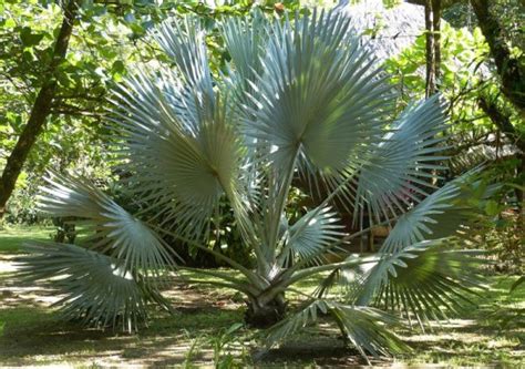 Palmito Planta y sus características cómo se obtiene Árbol
