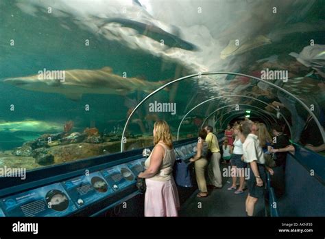 Shark Tank In The Aquarium Darling Harbour Sydney New South Wales