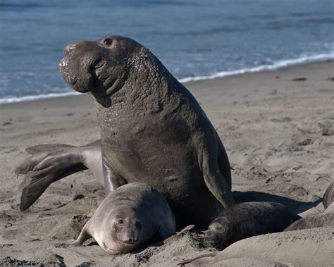 File:Mating scene with elevated Alpha Male. Elephant Seals of Piedras
