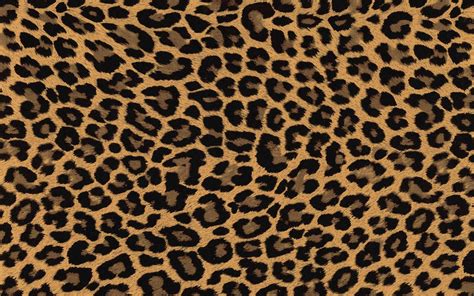 Pictures Of Cheetah Print Wallpaper 55 Pictures