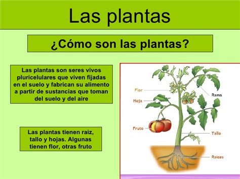 Clase Ra L Las Plantas Clasificaci N Nutrici N Fotos Ntesis Y Reproducci N