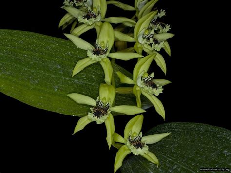 Check spelling or type a new query. Hortus orchis - Coelogyne pandurata