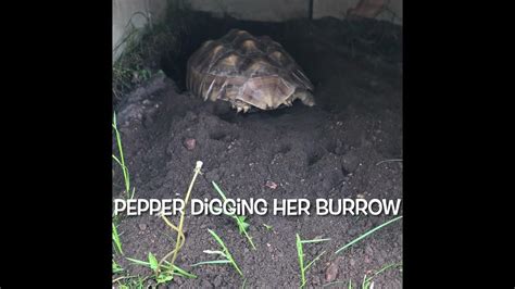 Sulcata Tortoise Digging Burrow Youtube