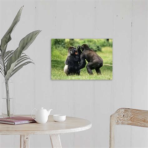 Western Lowland Gorilla Males Fighting Africa Wall Art Canvas Prints
