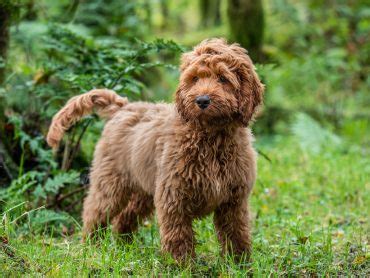 Golden star family puppies | north carolina. Schnoodle: What to Know and What's Good About Them - K9 Web