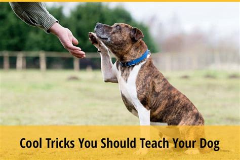4 Cool Tricks You Should Teach Your Dog Zooawesome