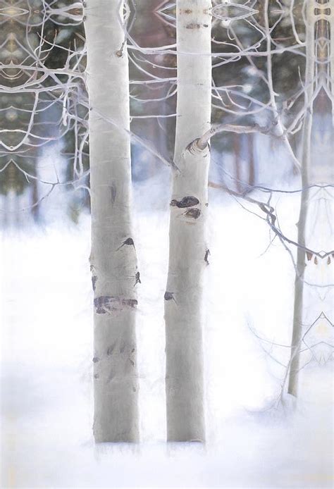 Birch Trees In The Rocky Mountain Forest Photograph By Terri Bahun