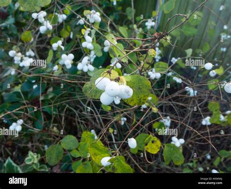 Symphoricarpos Albus Snowberry White Berries Shrub Background Autumn