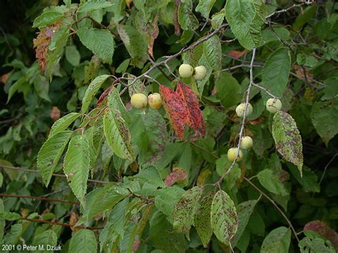 Prunus Americana Wild Plum Minnesota Wildflowers