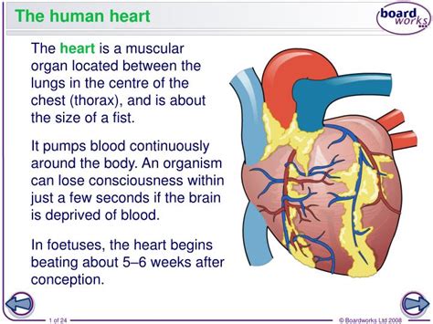 Anatomy Of The Human Heart Powerpoint Shapes Slidemodel