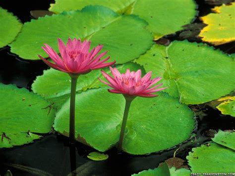 Free Download Water Lily Wallpaper Pc Wallpaper Wallpaperlepi