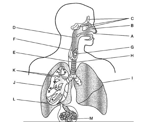 Respiratory System Labeling Part 2 Diagram Quizlet