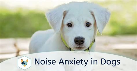 Noise Anxiety In Dogs Symptoms And Causes Your Pet Insured