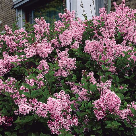 Shrubs can be used as privacy hedges, landscape accents or specimen plants. Josee Reblooming Lilac | Henry Field's Seed & Nursery Co.