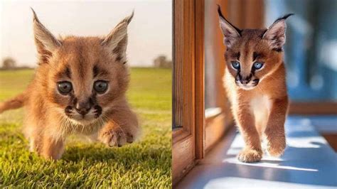 If you loved reading these cat facts, please share them with your friends! 13 Facts about The Cutest Species " Caracal Cat " - Cats ...