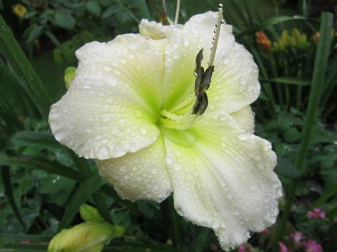 Daylily Hemerocallis White Perfection In The Daylilies Database