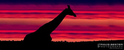 Giraffe Silhouette | Giraffe silhouette, Giraffe, Silhouette