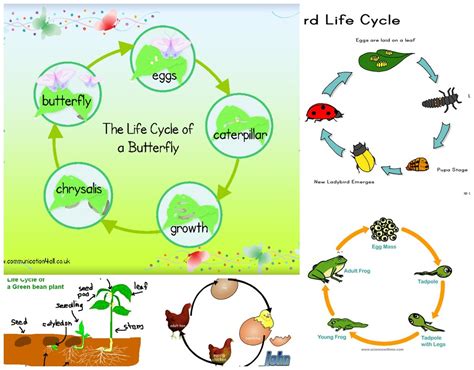 Life Cycle Interactive Lesson