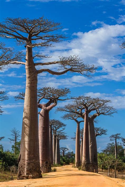 Things To Know About The Avenue Of Baobabs In Morondava Madagascar