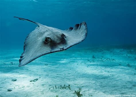Interesting Facts About Stingrays Just Fun Facts