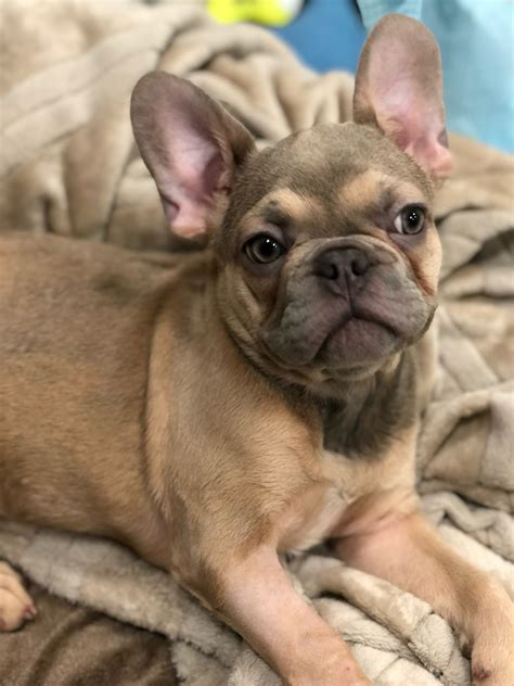 11 Week Old French Bulldog Named Carol Needs Surgery
