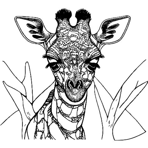 Realistic Giraffe Coloring Pages