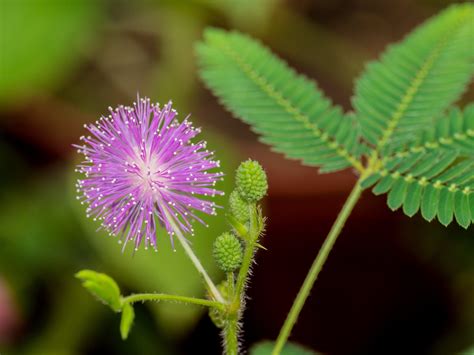 Mimosa Pudica Sensitive Plant Seed Only 75 Cents Shipping On Etsy