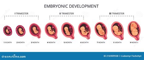 Desarrollo Del Embrion Etapas Humanas Del Crecimiento Del Feto Del Images