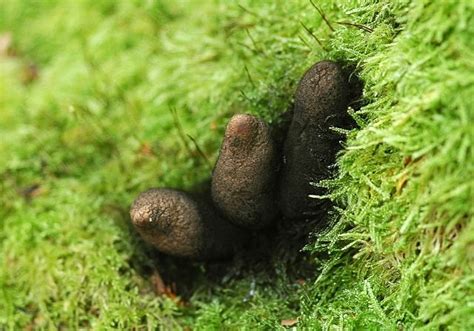 Xylaria Polymorpha Commonly Known As Dead Mans Fingers Is A Saprobic