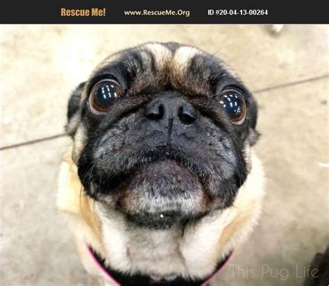 Anyone thinking about buying san jose ca pugs for sale should be aware of these issues, ready to spot the signs and take action as needed. ADOPT 20041300264 ~ Pug Rescue ~ San Antonio, TX
