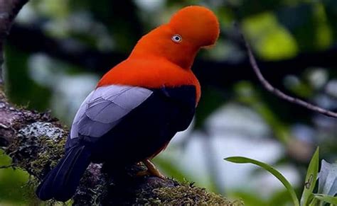 El Gallito De Las Rocas Hábitat Características Y Su Alimentación