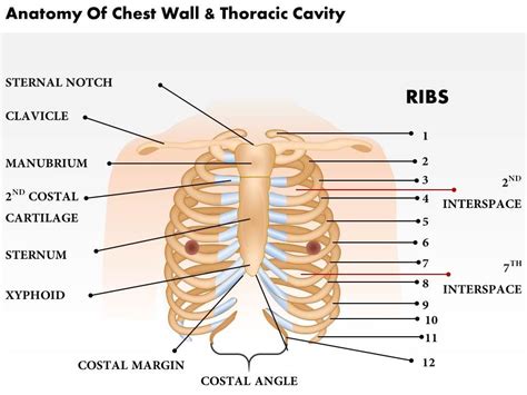 Anatomy Of Chest Clinical Examination Of The Chest Wall
