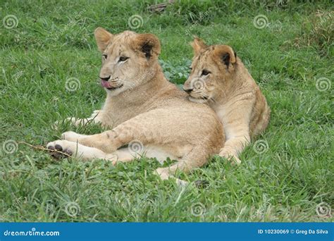Lion Cubs Resting In The Sun Stock Image Image Of Hair Male 10230069