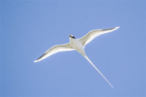 White Tailed Tropicbird Kilauea Point National Wildlife Re Flickr