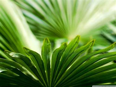 Palm Tropical Leaf Standard