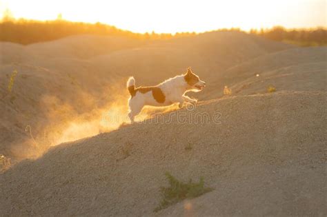 Dog On A Sandy Quarry At Sunset Jack Russell Terrier Through The Hills