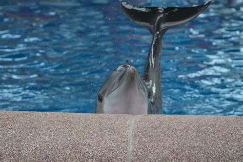 Brookfield Zoo Dolphin Show 122816 Flickr