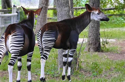 Feite Oor Die Okapi Die Boskameelperd