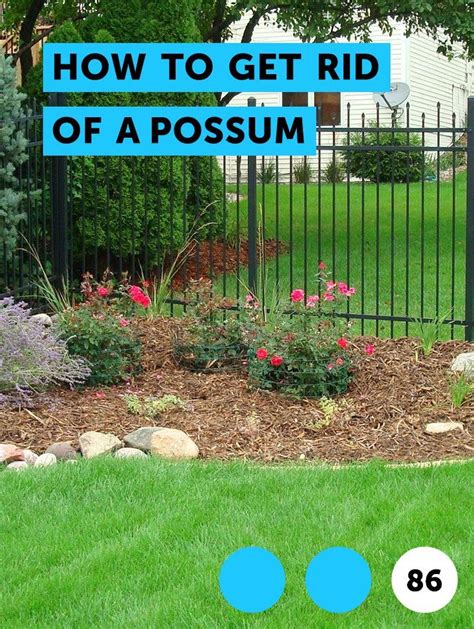 How To Get Rid Of A Possum Natural Bee Repellent Bee
