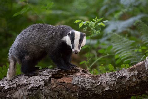 New Forest Badgers Out And About Pebbles Photography And Picture