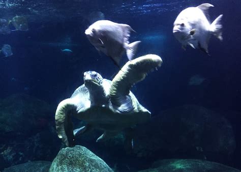 Tennessee Aquarium Chattanooga Sea Turtle O The Places We Go