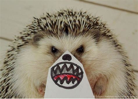 Hedgehog Faces The Cutest Thing On Twitter Right Now