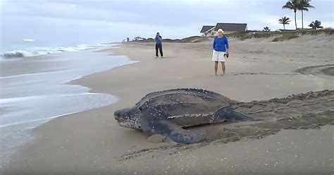 Breathtaking Video Has Captured The Worlds Largest Sea Turtle
