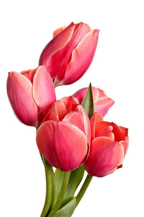 Mit crello entfernt man schnell und problemlos den hintergrund von bildern. Tulpen, Blumen Lokalisiert Auf Einem Weißen Hintergrund ...